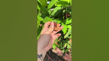 Vải thiều  sấy khô Bắc Giang  cmt để có đơn #vảithiều #vaithieulucngan #vaithieusaykho #bacgiang