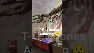 T-Rex bones omg! #shorts #short #youtube #youtuber #sub #subscribe #trex #bones #amazing #dinosaur