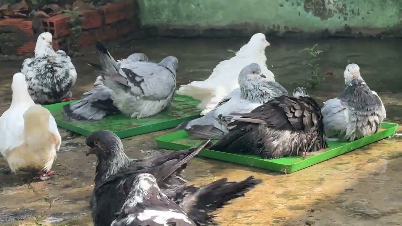 Bồ câu Mondain bên trại Bảo Minh