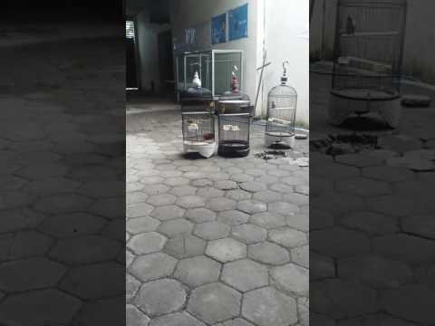 LoveBird ku