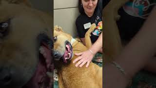 Scooby is available for adoption!