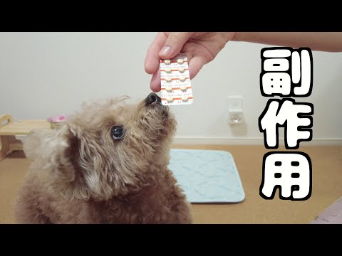 虎太郎の薬の副作用について【備忘録】