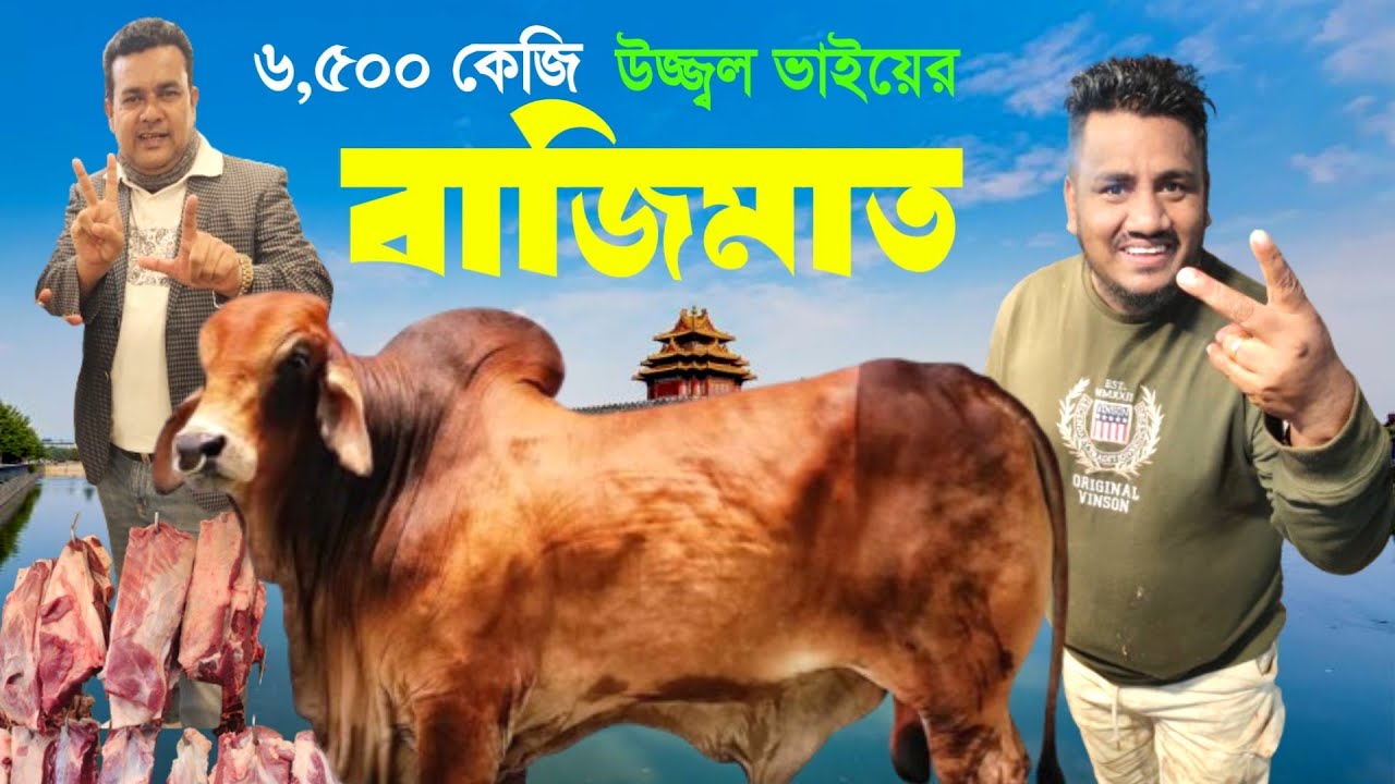 6500 кг говядины за один день – победа Уджвала Бхаи! Цена на говядину в Бангладеш