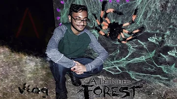 A Petrified Forest Vlog (2019)