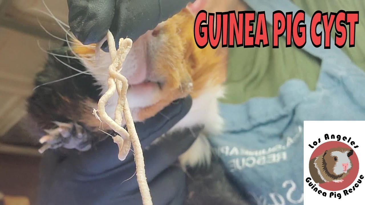 Guinea Pig with a Sebaceous Cyst YouTube