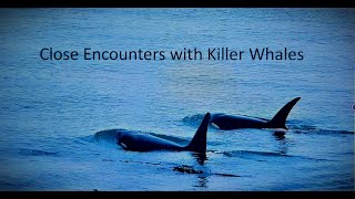 Close Encounters with Killer Whales