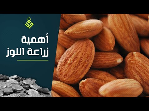 أهمية زراعة اللوز بالمغرب