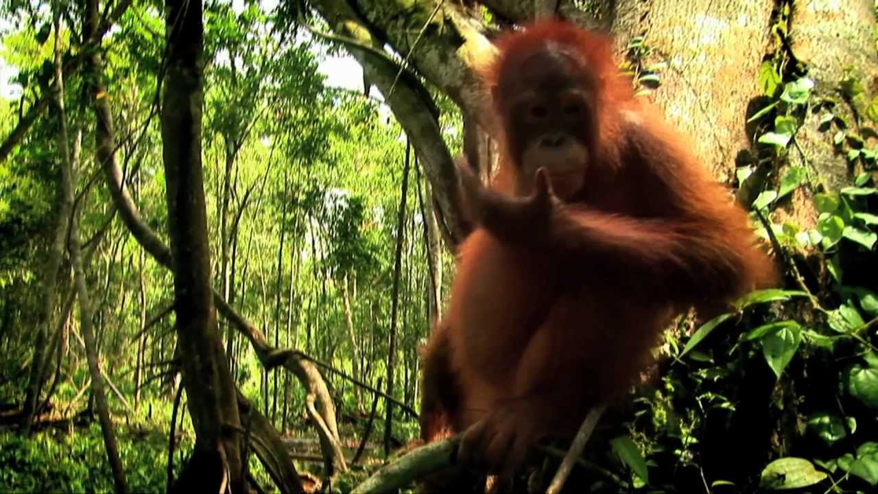 Crowdfunding Borneo 3D: Rise of the Eco Warriors