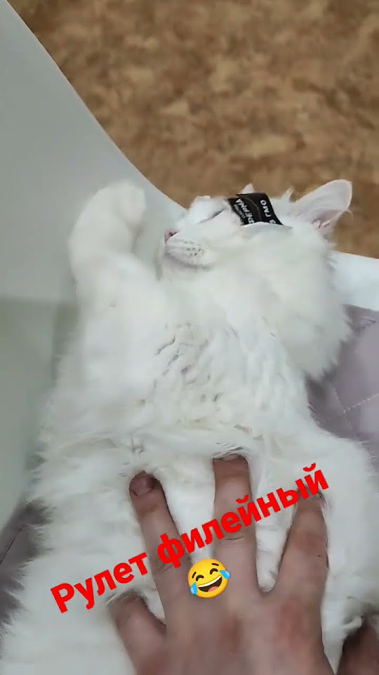 Рулет филейный, он его так любит😂😂 - YouTube