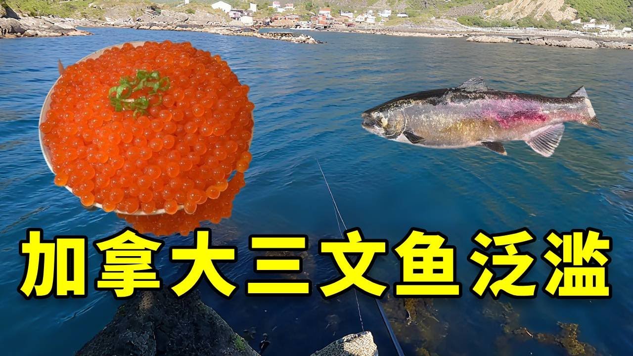 加拿大一年一遇的帝王鲑洄游！国内顶级食材帝王鲑随手就能钓到，三文鱼刺身，鱼子酱吃到腻！ #生蚝 #加拿大 #大豪夫妇