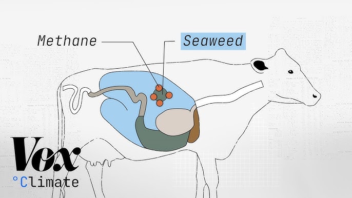 Cow Burps Are A Climate Problem Can Seaweed Help