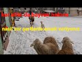 sabahın erken saatlerin de kış şartların da hayvan bakımı.