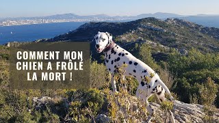 Comment mon Chien a frôlé la mort! by Les Chiens font leur Cinéma 116 views 1 month ago 3 minutes