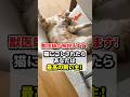 猫にコレされたら、あなたは最高の飼い主！