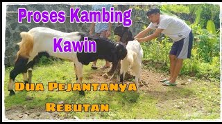 Kambing Kawin Ada Dua Pejantan