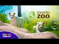 Toronto zoo 2019 full tour  fun animals for children and toddlers