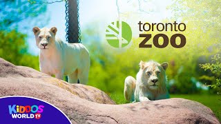 Toronto Zoo 2019 Full Tour - Fun Animals for Children and Toddlers