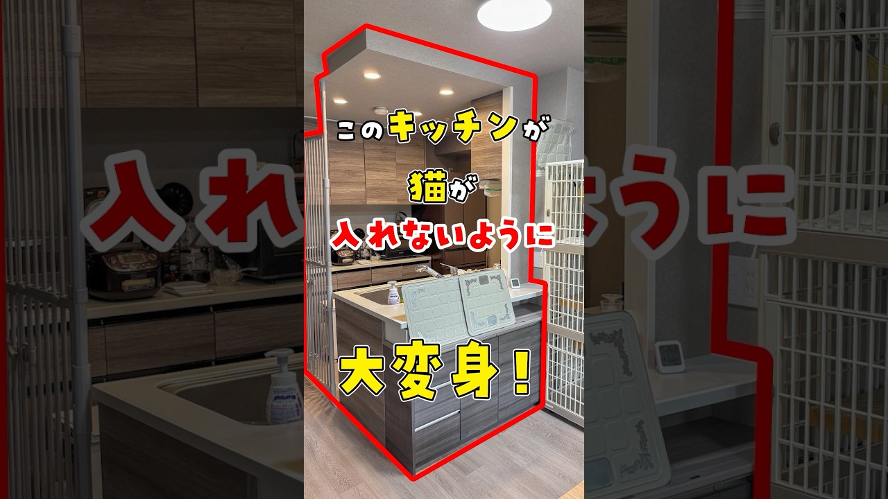 【逆転の発想】猫をケージに入れるのをやめて「人間を囲った」結果…「猫vs人間のキッチン攻防戦」に終止符 #ねこ #猫のいる暮らし #猫のいる生活