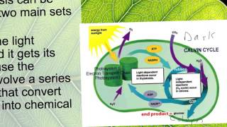 photosynthesis notes bio
