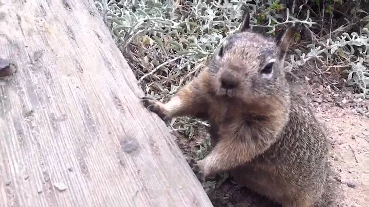 Chipmunk Salesman