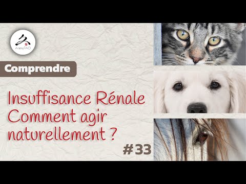 Vidéo: Comment vérifier la maladie rénale et le diabète chez les chiens