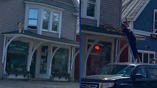Firefighters rescue dog that got stuck on overhang of Rangeley bookstore