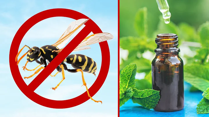 Say Goodbye to Wasps: 10 Natural Methods to Keep Them Away