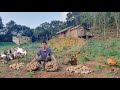 Vido complte 1460 jours pour construire une ferme cultiver des lgumes lever du btail