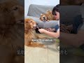 #DogGrooming #DogCare #CuteDogs #DogLovers #DogsOfYouTube #HappyDog 🕺 McFoody has released ⚡ P127