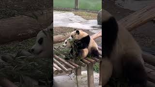 Adorable Panda Pair Snuggles While Munching