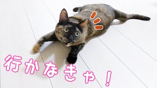 朝はパパから離れない甘えん坊なサビ猫