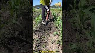 Eight pronged hoe, a labor saving tool for weeding and loosening soil🛠️🌱 #tools #planting#weeding