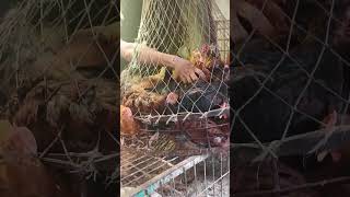 মুরগির দাম বৃদ্ধি আর সাধারণ মানুষ বিপাকে#shortsfeed #bazar #pricehike #price #dordam #murgi #chicken