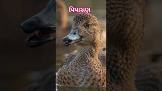 પિયાસણ (Eurasian Wigeon)