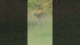 Cowhorn Enjoying The Last Of The Pears #Deer