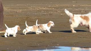 PBGV puppies at the beach lern to follow their breeder