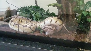 Crowley (Ball Python) Eating a Medium Rat (pt. 1)