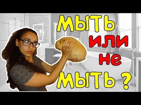 ■ МЫТЬ ИЛИ НЕ МЫТЬ?! ■ 🐹  Купать ли морских свинок?