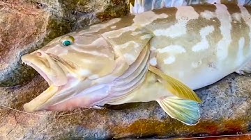 Câu lure Cá Biển  Cá Hanh Cá Mú Khủng - Thiên Nhiên Câu Cá