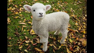 Baby Lamb (Sheep) Goes Baa - CUTEST Compilation (2021)