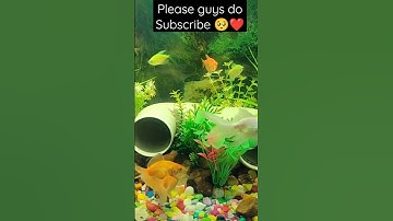 Goldfish Male and Female 😍 #goldfish #aquarium