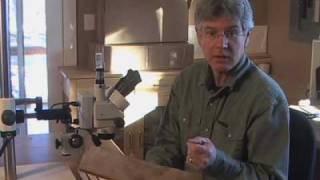 Dendrochronology and Climate