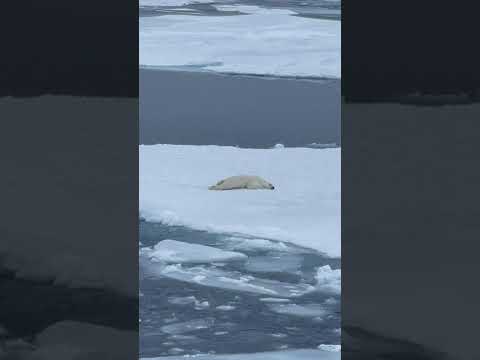 Polar Bear Crawls and Slides on Chest to Cross Sheet of Ice