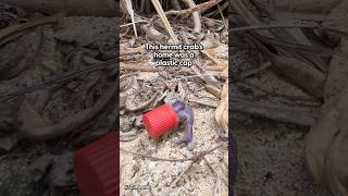 This Hermit Crab Is Trying To Save The Planet | The Dodo