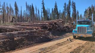 Bamford Timber Quincy, loading 2021 Peterbilt 567 log truck