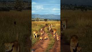 Download Lagu Loins happy family members #lion #wildlife #safari #animals #lions #animallife #wildanimals #leopard MP3 Download Lagu Loins happy family members #lion #wildlife #safari #animals #lions #animallife #wildanimals #leopard MP3