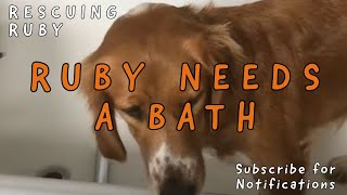 Ruby needs a bath | Sofia (supermama) from Takis Shelter