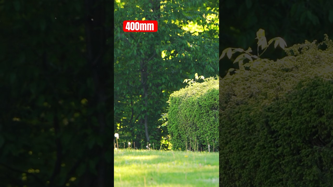 Tamron 50-400mm f/4.5-6.3 - Quick ZOOM RANGE Test