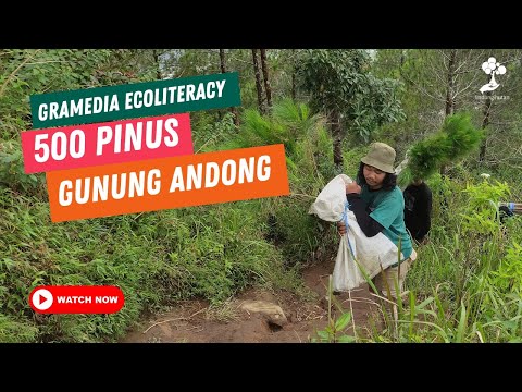 Gramedia Ecoliteracy x LindungiHutan: Tanam 500 Pinus di Gunung Andong, Magelang