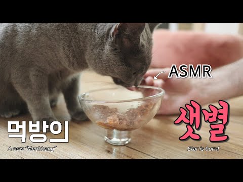 울보 그리를 소개합니다. 맛있어서 눈물난 고양이 습식사료 추천영상! / So tasty, I have to cry! Cat food review by Gris!